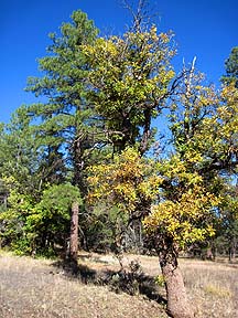 Sycamore Point, Arizona, October 29, 2011